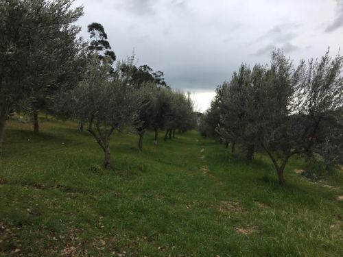 Alberidiulivi Bagheria Palermo Natura Tenutatornatore FilediAlberi